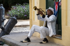 Havana Trumpeter